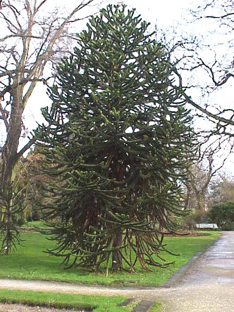 Monkey Puzzle Trees (Araucaria araucana) Seedling Tree