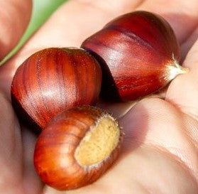 European/Chinese Hybrid Chestnut Seed