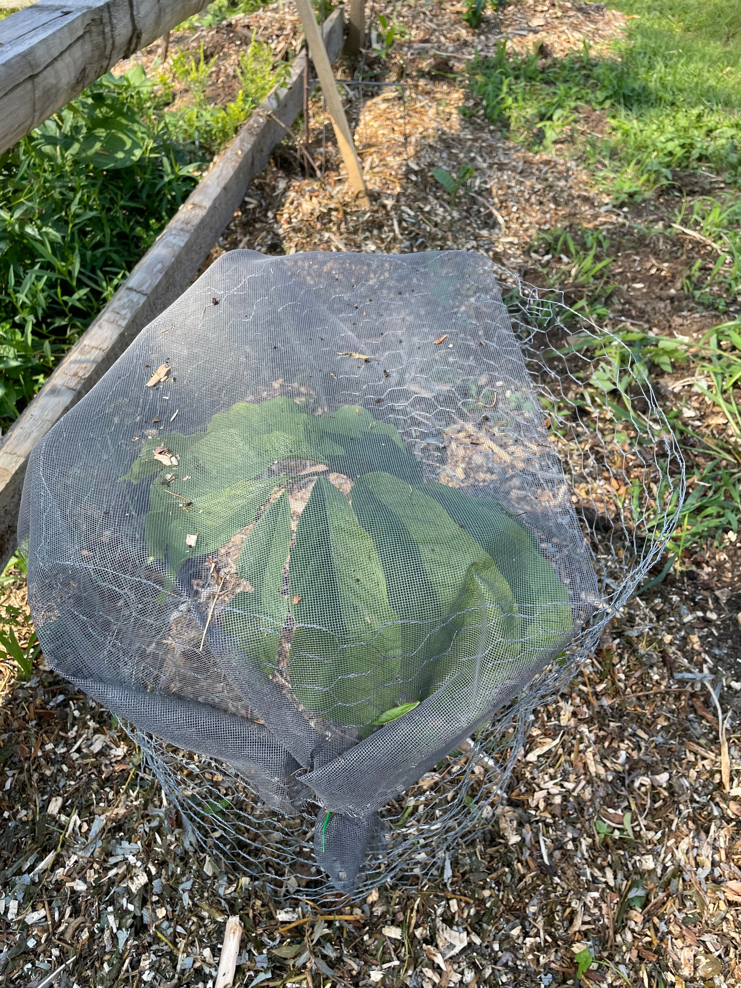 Paw Paw (Asimina triloba) Seedling Tree