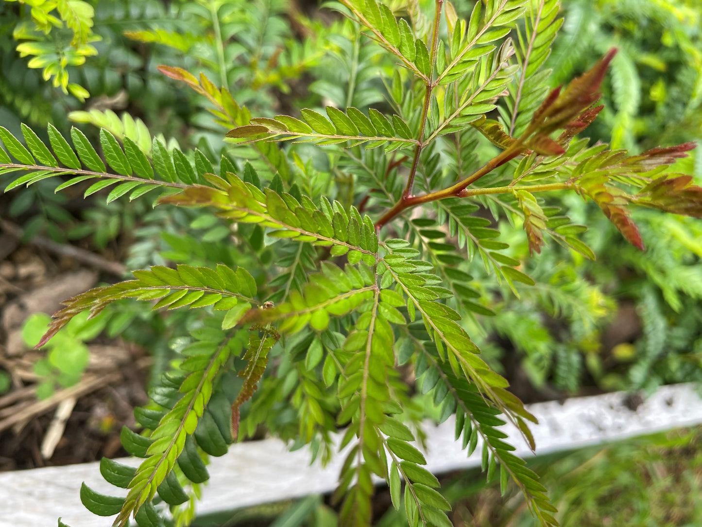 Thornless Honey Locust (Gleditsia Triacanthos Inermis) Seedling Tree