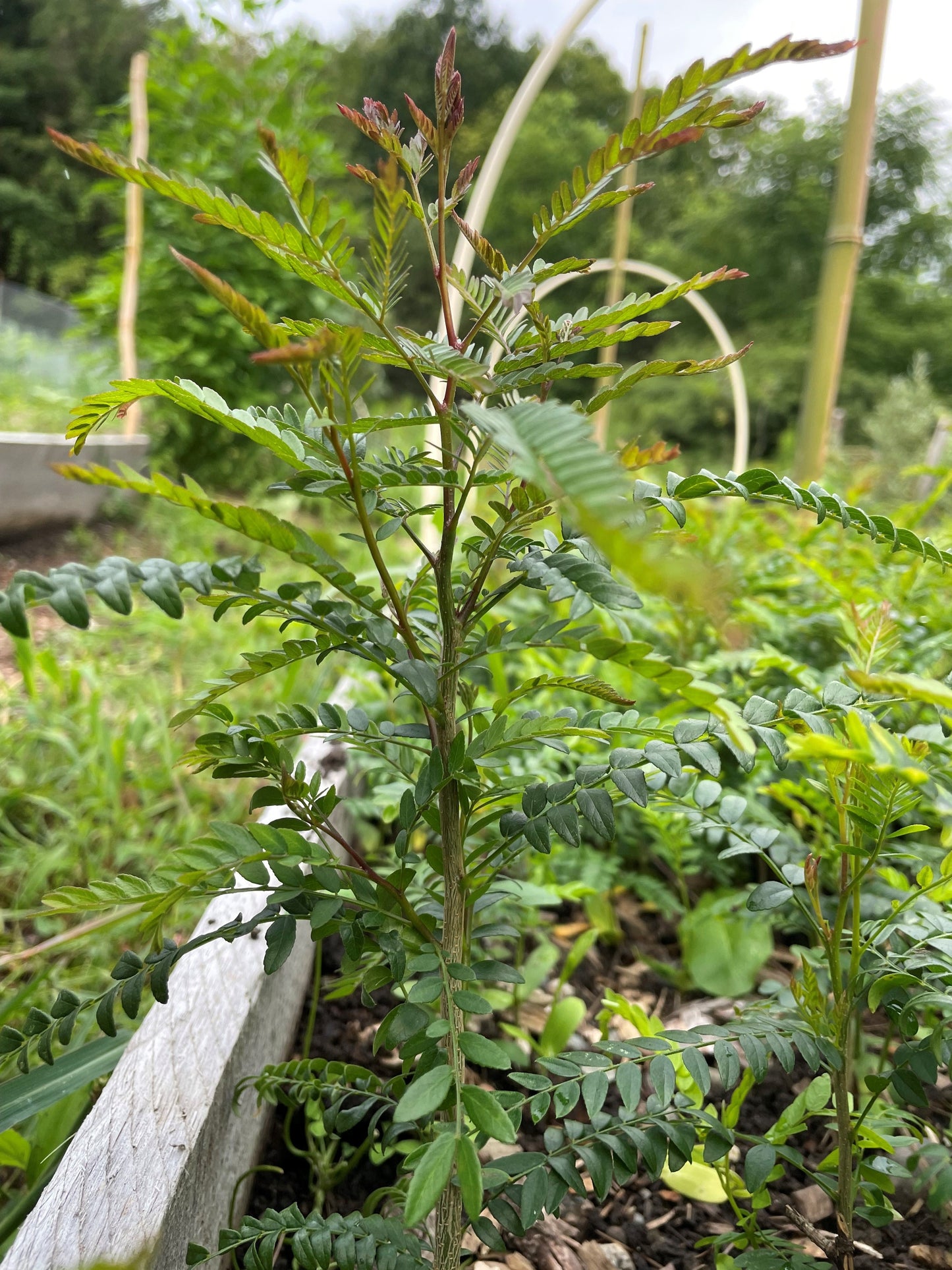 Thornless Honey Locust (Gleditsia Triacanthos Inermis) Seedling Tree