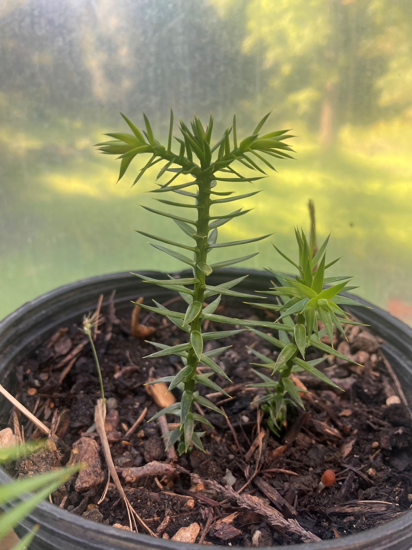 Monkey Puzzle Trees (Araucaria araucana) Seedling Tree