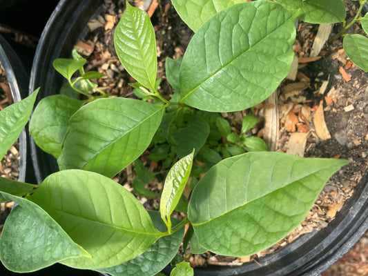 Paw Paw (Asimina triloba) Seedling Tree