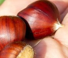 Second Season Chinese Hybrids  (Castanea mollissima) Seedling Tree