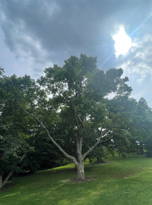 Second Season Chinese Hybrids  (Castanea mollissima) Seedling Tree