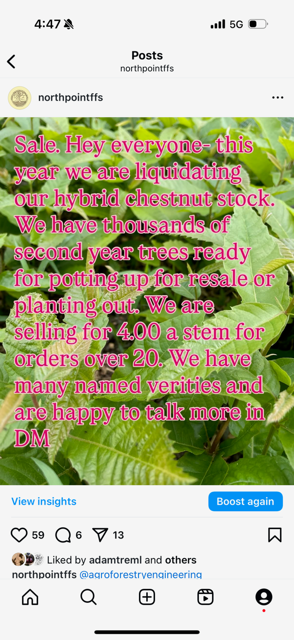 (Social Media Sale) Hybrid Chestnut Sale