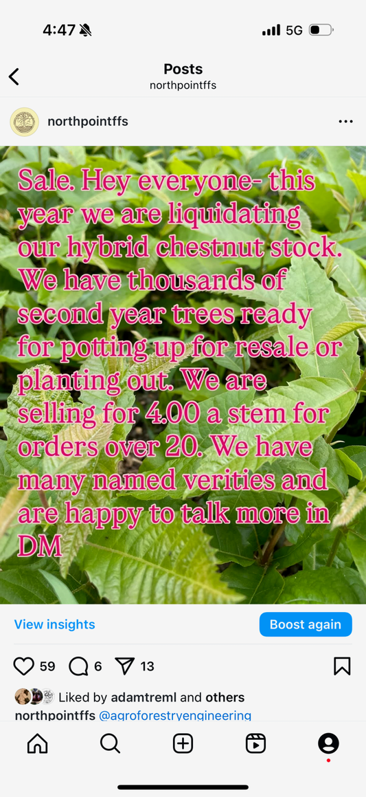 (Social Media Sale) Hybrid Chestnut Sale