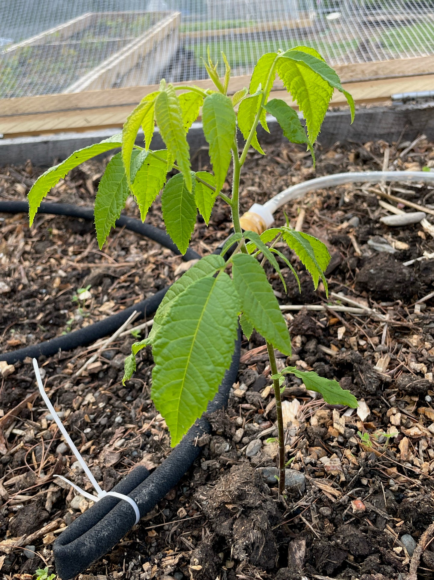 Carpathian Walnut (Juglans regia) Seedling Tree