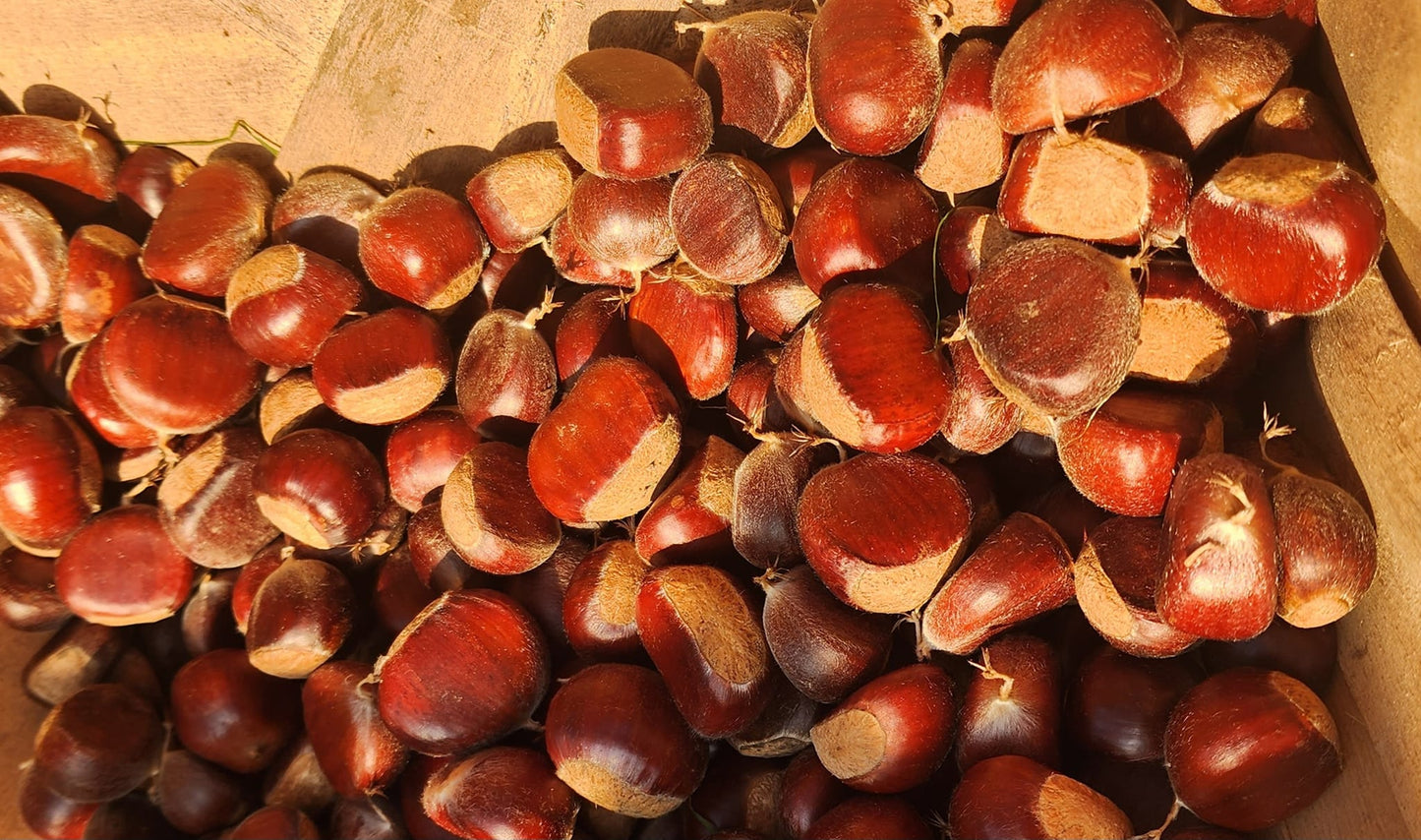 European/Chinese Hybrid Chestnut Seed