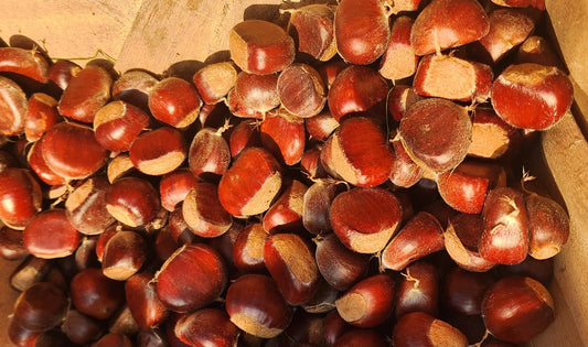 European/Chinese Hybrid Chestnut Seed