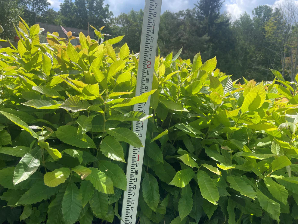 First Year Hybrid Chinese Chestnut