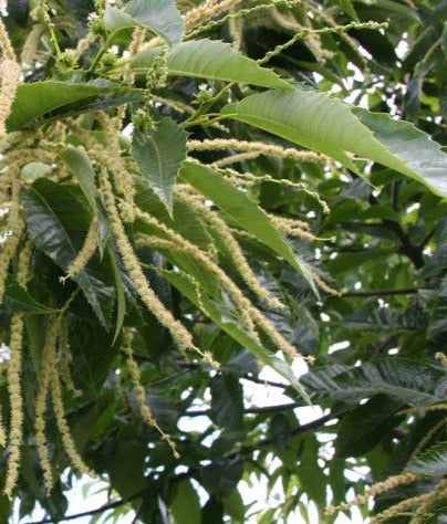 Marigoule Chestnut (Castanea Sativa X Crenata) Seedling Tree