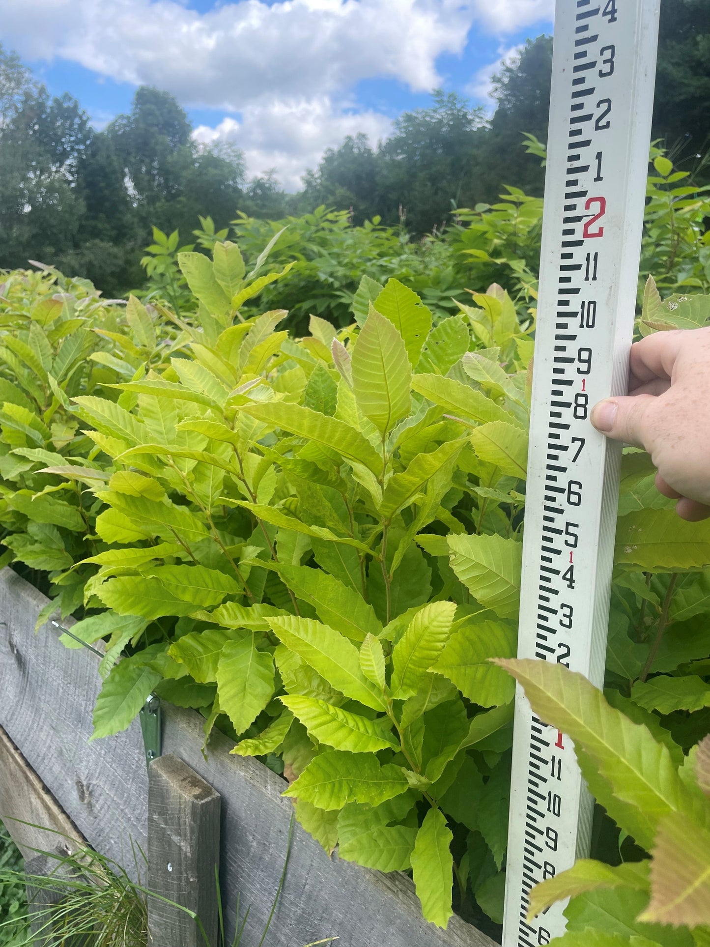 Second Season Chinese Hybrids  (Castanea mollissima) Seedling Tree