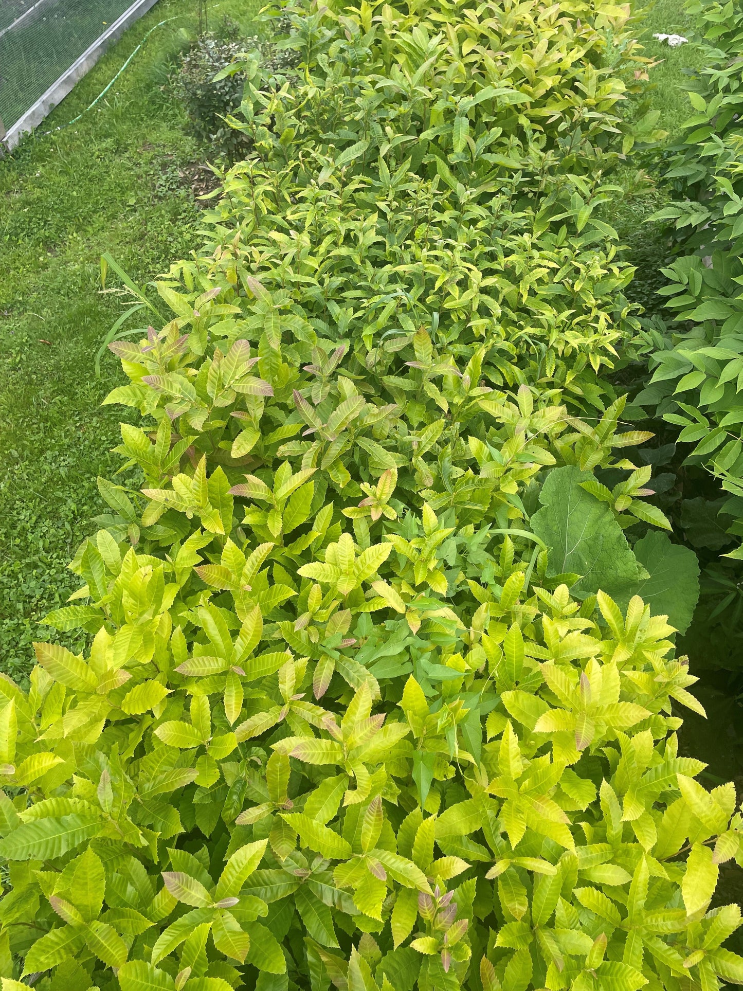 Second Season Chinese Hybrids  (Castanea mollissima) Seedling Tree