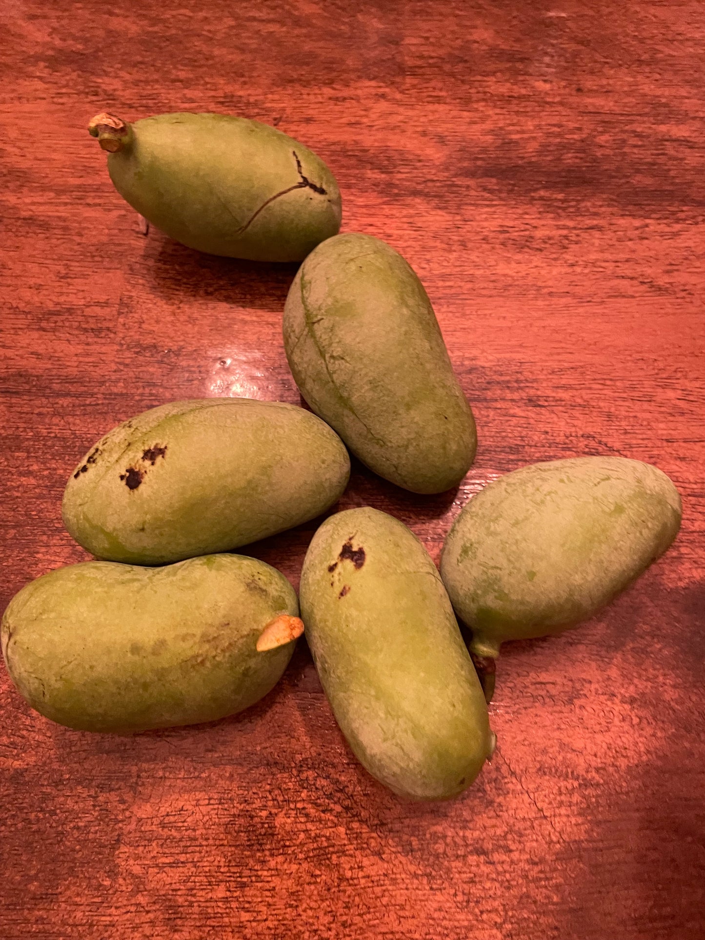 Paw Paw (Asimina triloba) Seedling Tree