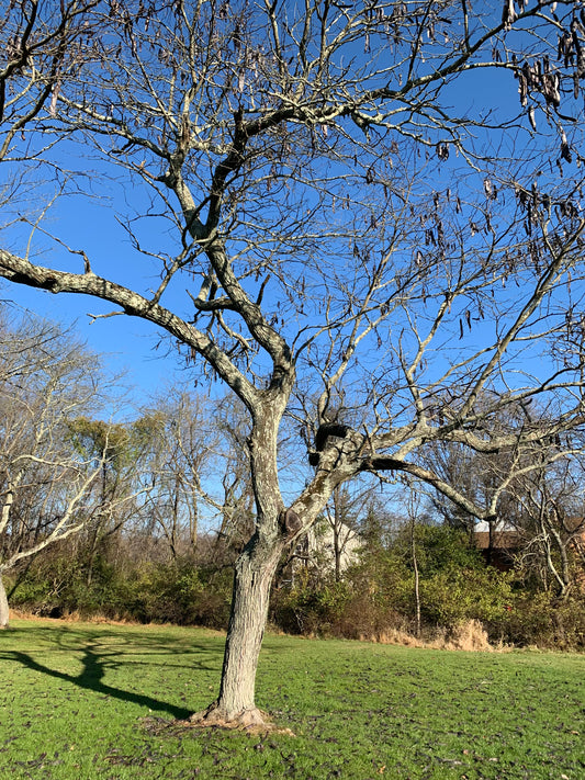 Thornless Honey Locust (Gleditsia Triacanthos Inermis) Seedling Tree