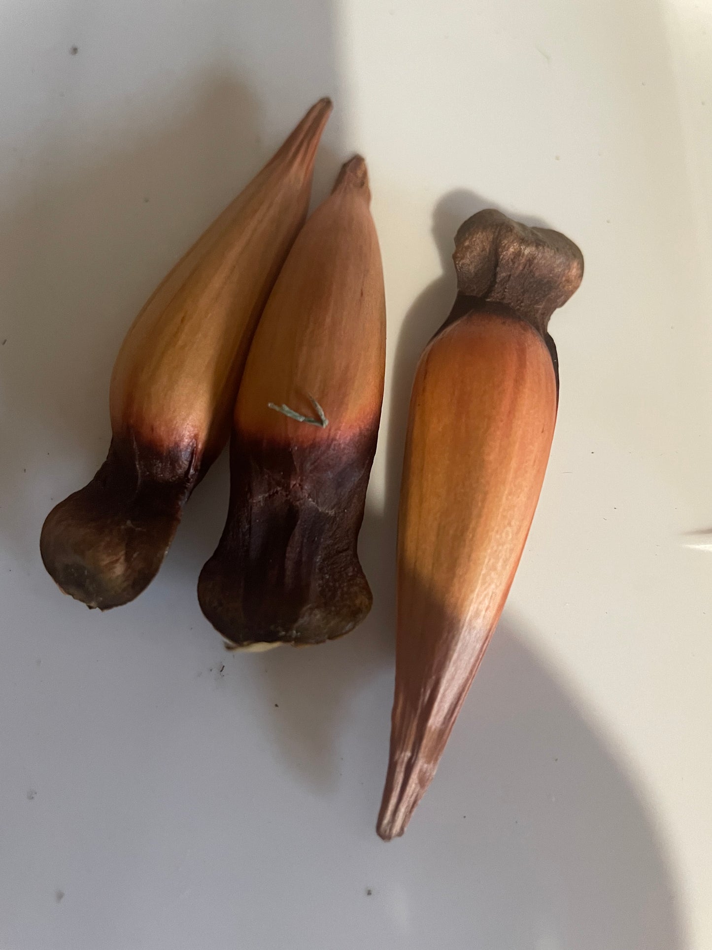 Monkey Puzzle Trees (Araucaria araucana) Seedling Tree