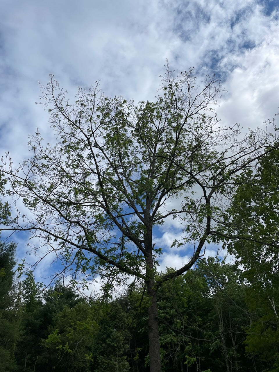 Second Season Timber Form Black Walnut (Juglans Nigra) Seedling Tree