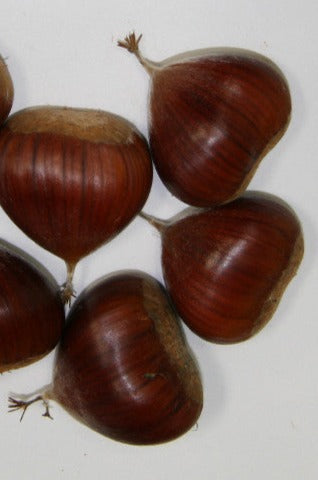 Marigoule Chestnut (Castanea Sativa X Crenata) Seedling Tree