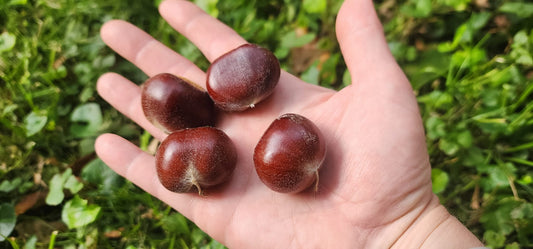 First Year Hybrid Chinese Chestnut