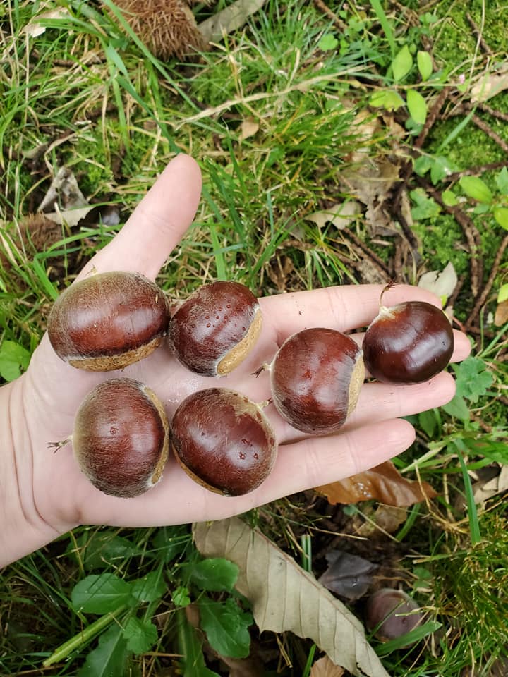 Second Season Chinese Chestnuts "Korh" (Castanea mollissima) Seedling Tree