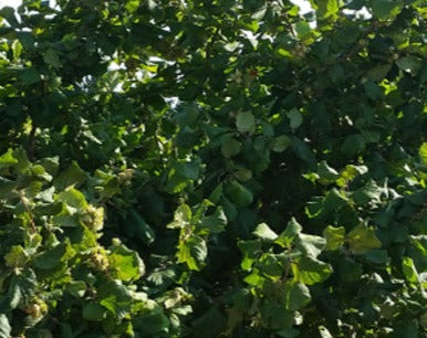 Second Year Hazelnut "Yamhill" (Corylus avellana) Seedling Tree