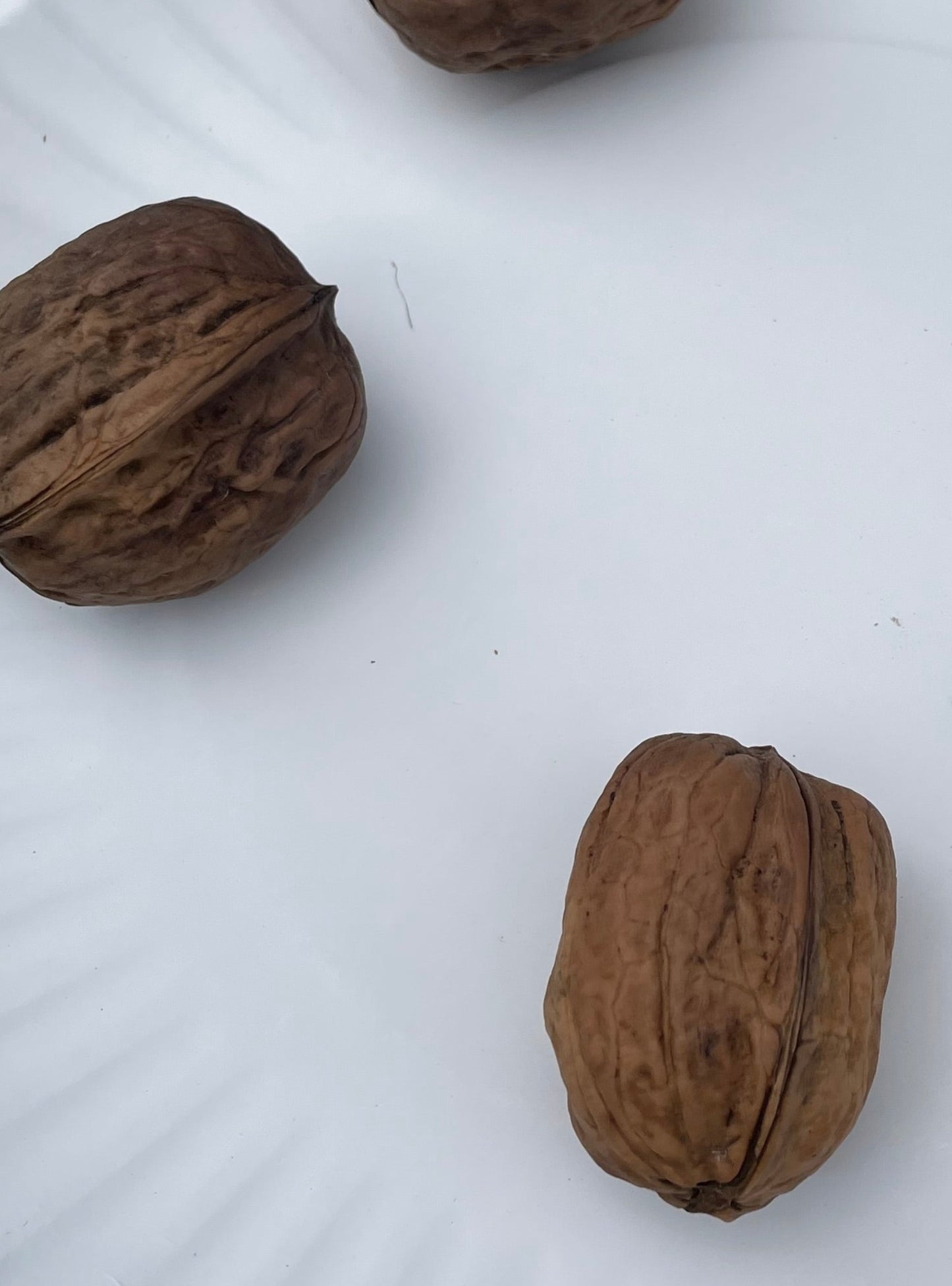 Carpathian Walnut (Juglans regia) Seedling Tree